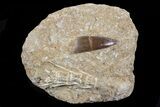 Fossil Plesiosaur (Zarafasaura) Tooth In Rock - Morocco #70321-1
